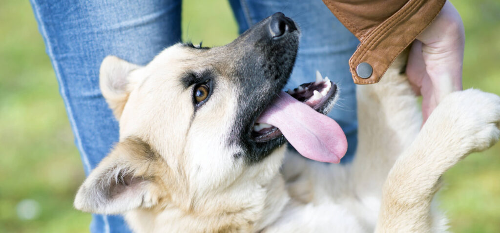 Four commands every puppy should know