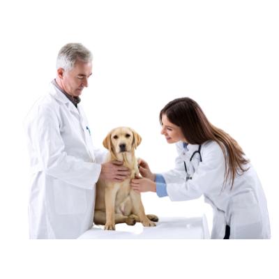 Vaccination Schedule For Dogs