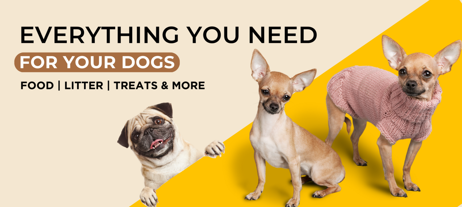 Pet Accessories